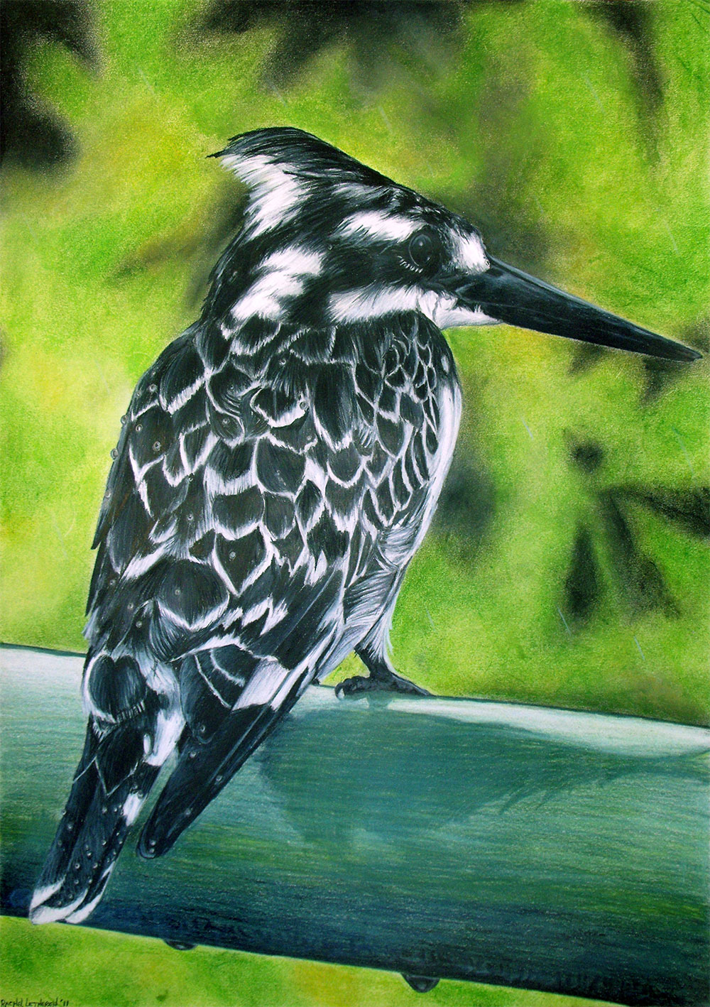 Kingfisher illustration created with colour pencils and soft pastels in black, white and green